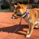 Xpaws dog muzzle prevents chaos, prevents picking up food and can drink water