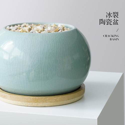 香水文心兰盆栽带花苞梦香兰兰花植物办公室桌面绿植花卉盆景四季 - 图2