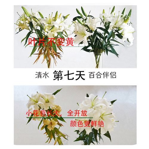 荷兰可利鲜百合粉保鲜剂百合伴侣营养剂鲜花保鲜剂家庭养百合鲜花 - 图2