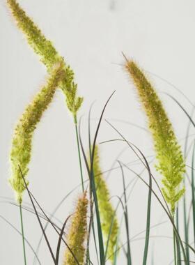 芦苇草彷真花网红狗尾巴草高端彷生绿植室内造景轻奢装饰摆件假花
