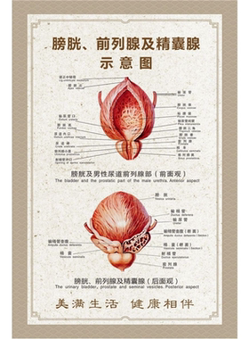 血液循环示意图人体解剖图自粘自贴画保健身体运动挂图