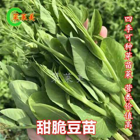 碗豆种子 新人首单立减十元 22年4月 淘宝海外