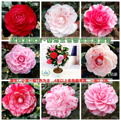五色赤丹茶花盆栽白底 带花苞室内植物 阳台花卉庭院绿植大棵精选 - 图0
