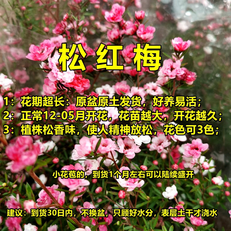 松红梅盆栽带花苞盆栽花卉植物室内阳台耐热四季绿植开花植物好养-图2