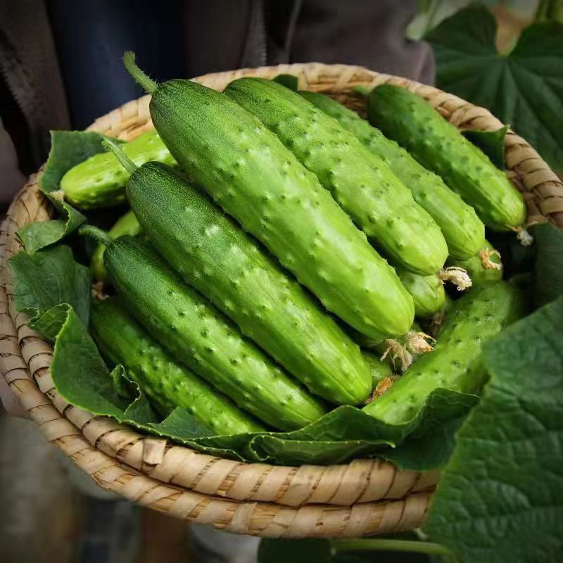 东北旱黄瓜新鲜小青瓜水果蔬菜当季刺青瓜脆嫩荷兰小黄瓜包邮 - 图0