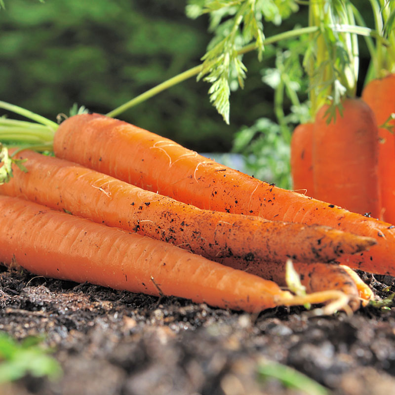 【千牛优福】去叶迷你手指萝卜500g 细胡萝卜宝宝辅食沙拉食材,淘宝优惠券,粉丝福利购,淘宝优惠卷