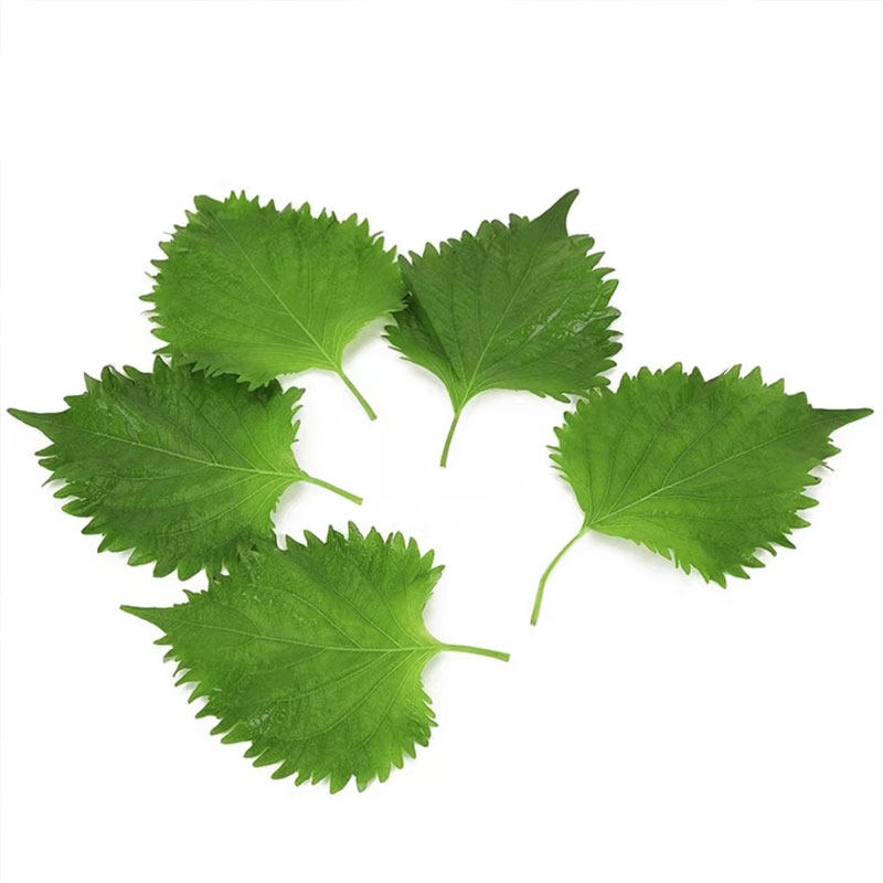 【千牛优福】新鲜紫苏叶40片/盒 小叶绿苏子叶日料装饰包烤肉食材,淘宝优惠券,粉丝福利购,淘宝优惠卷