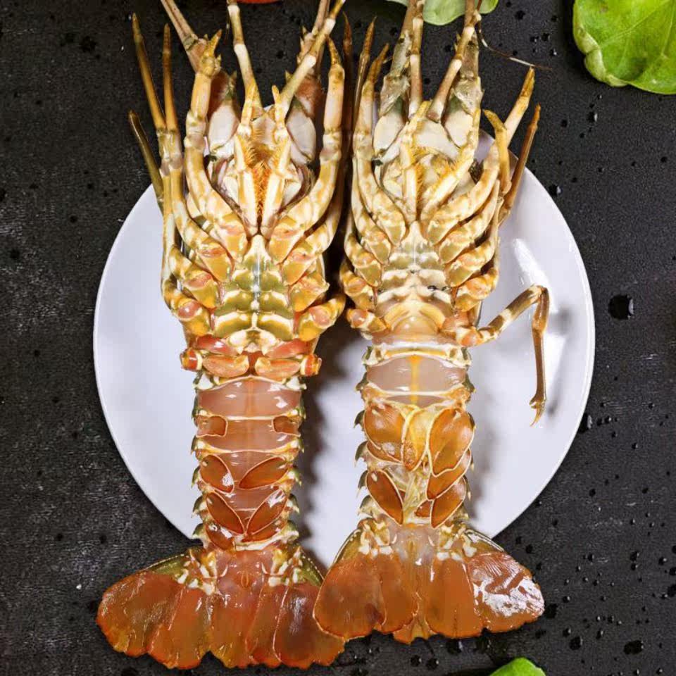 湛江龙虾大青鲜活波士顿花小青龙虾 闲香村冻虾