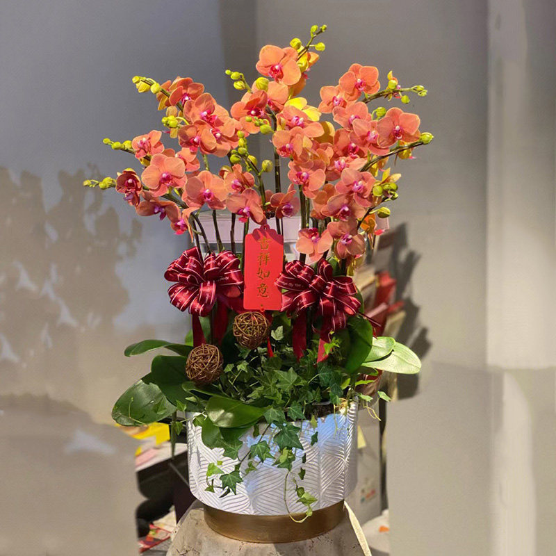 真花蝴蝶兰盆栽鲜花速递全国同城配送广州北京上海深圳杭州生日店,淘宝优惠券,粉丝福利购,淘宝优惠卷