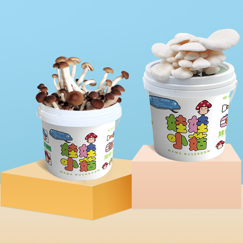 蘑菇种植桶装盆栽食用菌包平袋儿童DIY娃娃小菇趣味阳台种园艺养