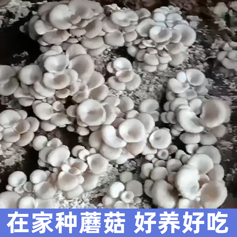 玉米芯棒种植蘑菇菌种栽培家庭养殖食用平菇猴头接种DIY三级基地-图0