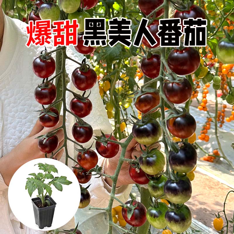 小黑番茄种苗紫番茄籽苗水果四季盆西红柿四季苗寿光蔬菜种 - 图1