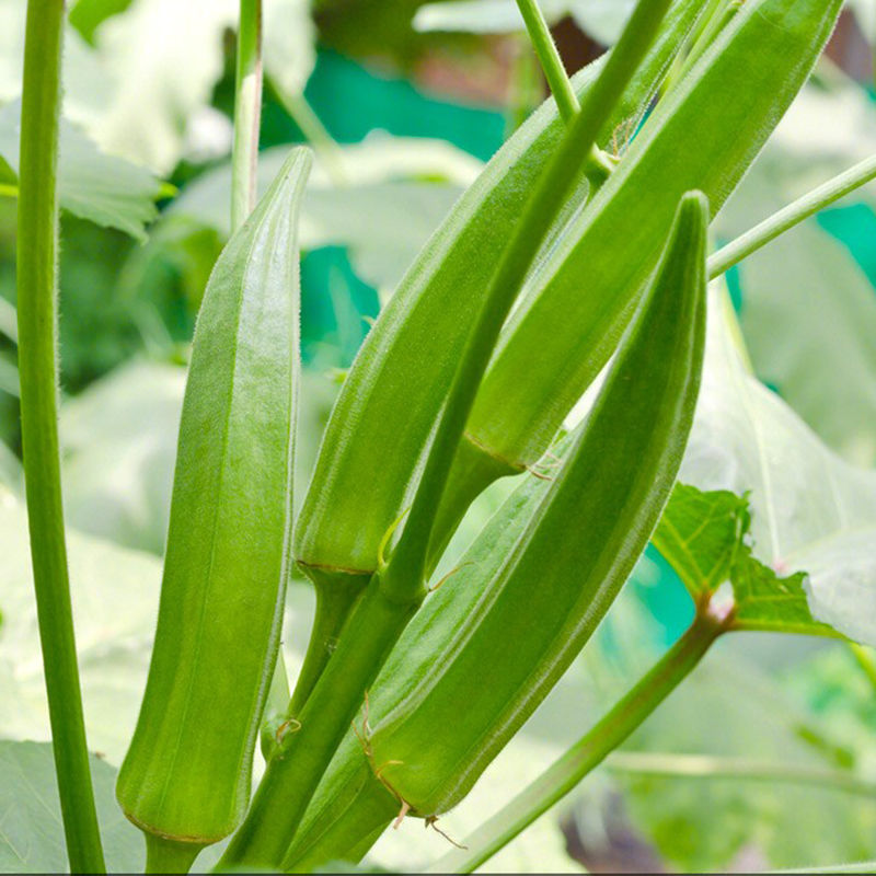 水果秋葵种苗黄秋葵秧苗红秋葵种子蔬菜春秋四季阳台种植高产早熟 - 图2