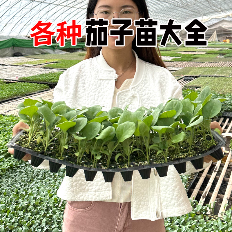 可混装茄子苗圆色长茄特大嫁接茄四季盆栽秧蔬菜子秧寿光蔬菜种子