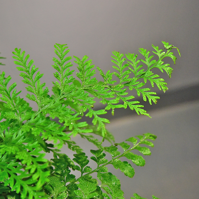 吉姆蕨室内客厅四季常青盆栽蕨类桌面观赏植物观叶绿植装饰摆件 - 图1