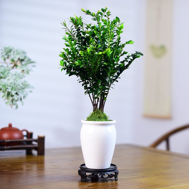 小叶紫檀盆栽黑骨茶室内绿植办公茶室中式禅意办公室盆景观赏植物 - 图3