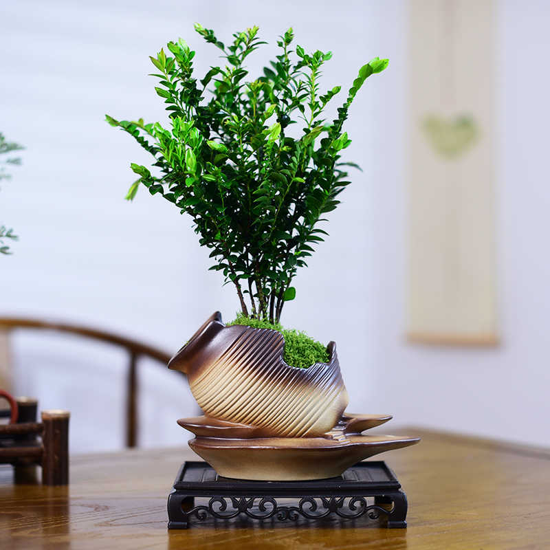 小叶紫檀盆栽黑骨茶室内绿植办公茶室中式禅意办公室盆景观赏植物 - 图1