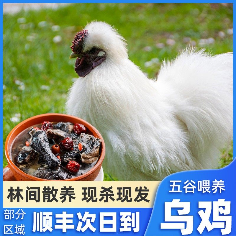 乌骨鸡新鲜现杀土鸡农家散养乌鸡活鸡生鲜冷冻老母鸡整只非活苗_虎窝淘