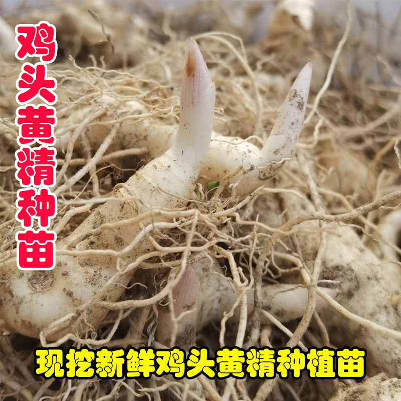 黄精种植芽头伏牛山道地黄精现挖现发甜黄精种苗老虎姜非九制黄精 - 图0