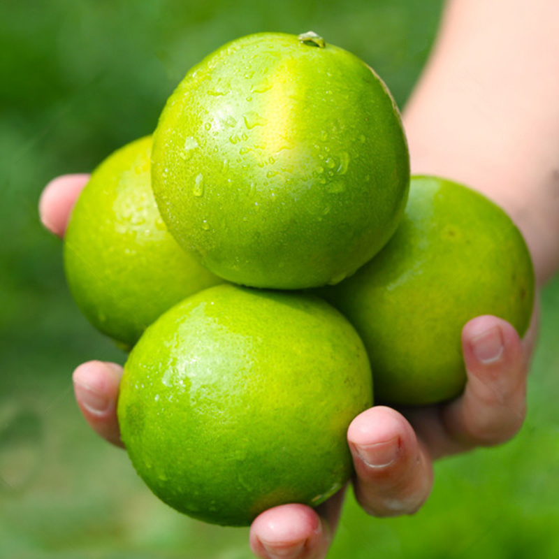 Rock Tang Orange Freshly Picked Yunnan Oranges