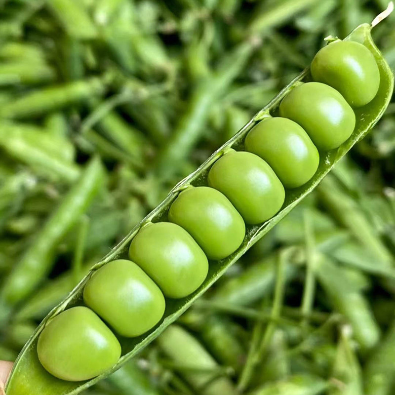 新鲜现摘带壳高山豌豆荚青豌豆角农家当季蔬菜露天甜豆角整箱包邮,淘宝优惠券,粉丝福利购,淘宝优惠卷