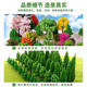 Sand table environment art landscaping simulation tree free shipping