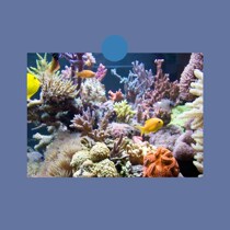 One postcard Australia Great Barrier Reef GreatBarrierReef Poster c8a64a01