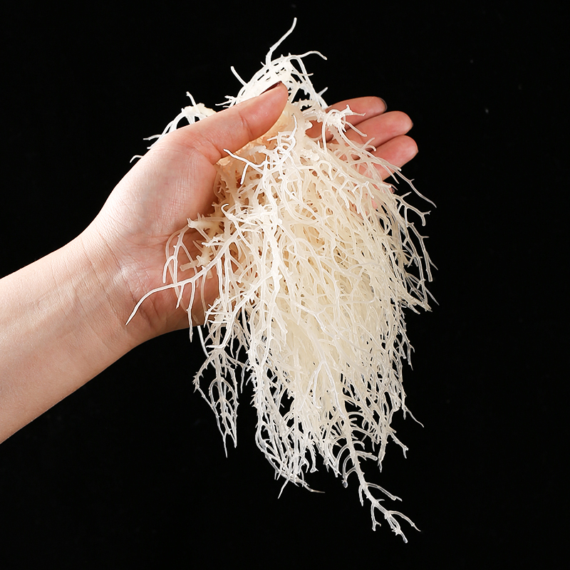 高泡发 清水龙须菜干货500g凉拌菜石花菜鹿角菜淡干海石花海藻 - 图3