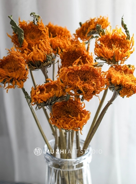 重瓣天然植物客厅摆设干花真花