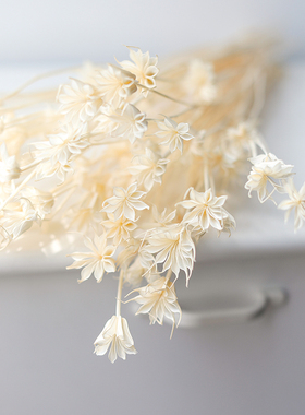 八角花你见过吗？干花真花花束