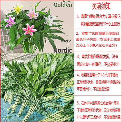富贵竹水培植物客厅摆设盆栽绿植花卉植物室内花水养绿萝箩观音竹 - 图2