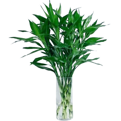 富贵竹水培植物客厅摆设盆栽绿植花卉植物室内花水养绿萝箩观音竹 - 图3