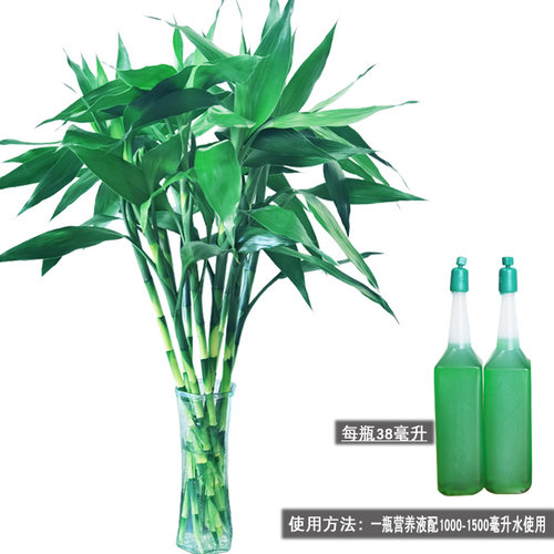 富贵竹水培植物客厅摆设盆栽绿植花卉植物室内花水养绿萝箩观音竹 - 图1