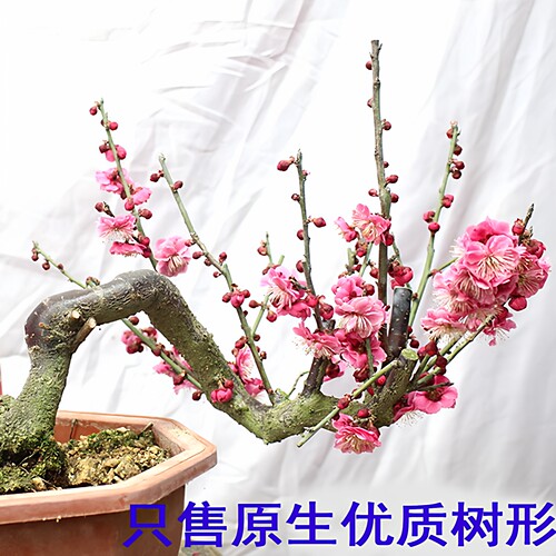 原生梅花树苗室内外耐寒绿植花卉腊梅老桩朱砂红梅大盆景梅花盆栽 - 图1