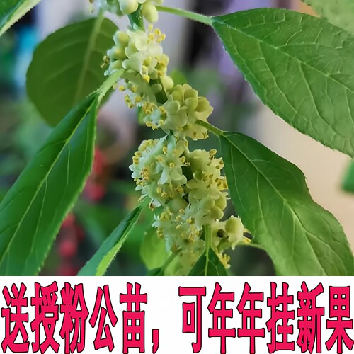 进口北美冬青盆栽带红果送公树年宵花真鲜花耐寒花卉北美冬青树苗 - 图0