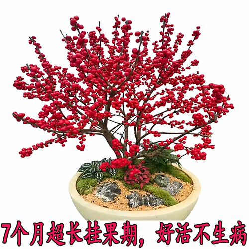 进口北美冬青盆栽带红果送公树年宵花真鲜花耐寒花卉北美冬青树苗 - 图1