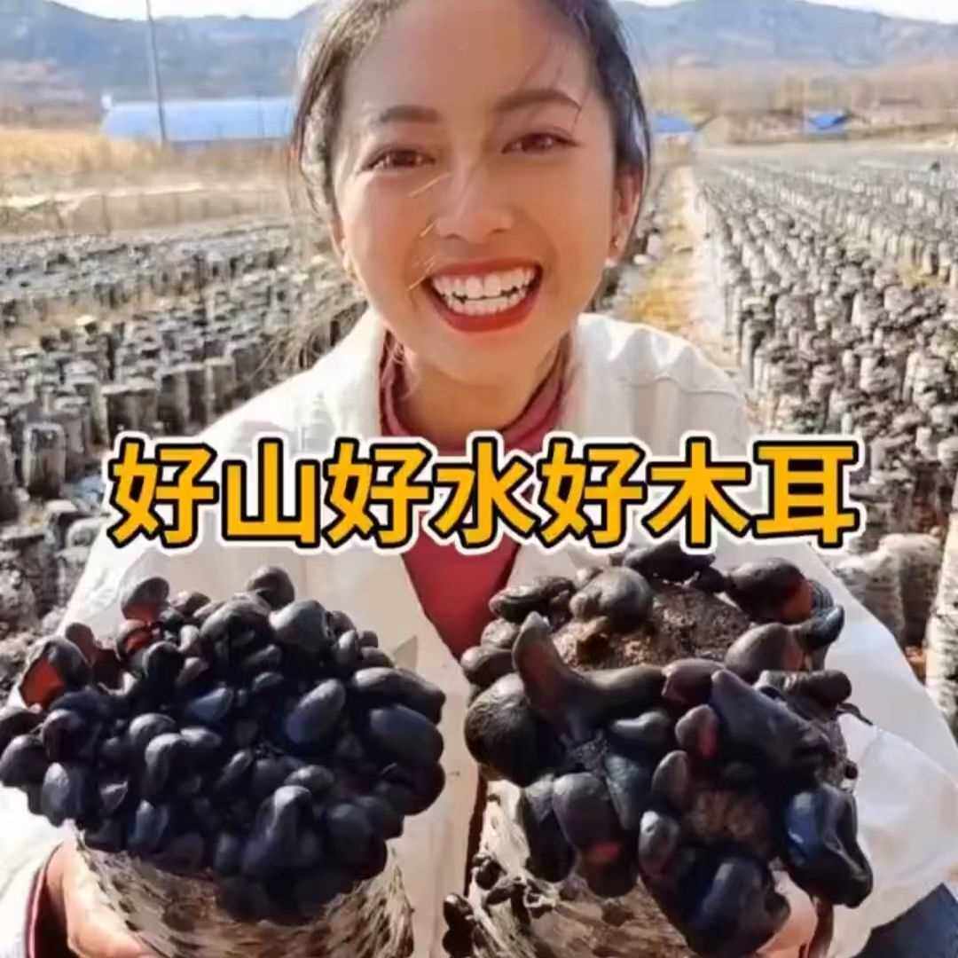  晶客黑木耳