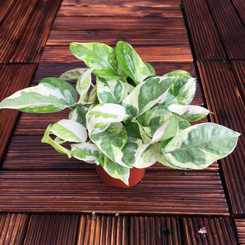 雪花葛盆栽室内净化空气植物稀有珍珠玉绿萝品种花叶绿萝锦常绿