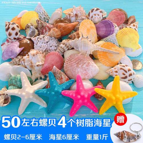 天然贝壳海螺海星珊瑚手工diy打孔鱼缸造景装饰卷贝鱼寄居蟹用壳 - 图2