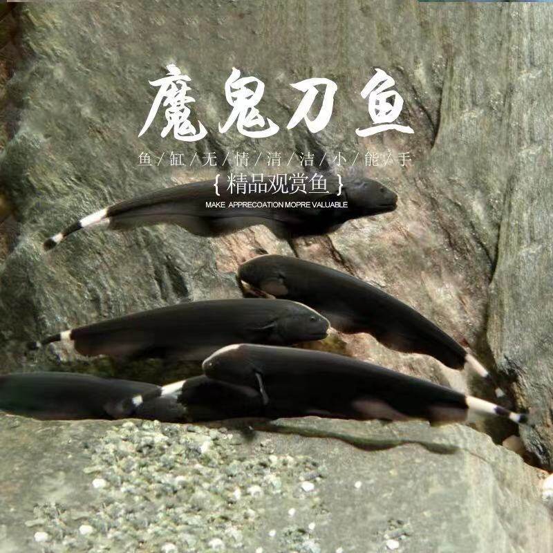 黑魔鬼刀黑羽毛鱼热带鱼淡水鱼宠物鱼黑色招财鱼电鳗活体_虎窝淘