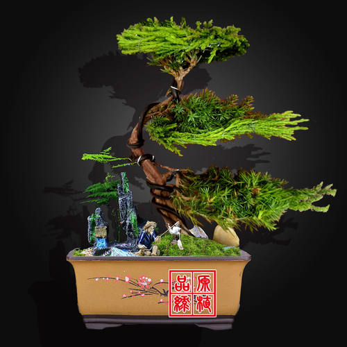 迎客松盆栽真树造型盆景室内室外松柏绿植花卉四季常青阳台景观树 - 图2