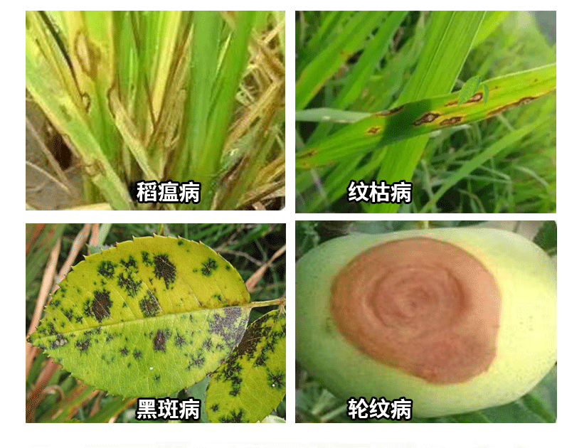 嘉托70%甲基硫菌灵白粉病专用苹果树叶斑病小麦赤霉病农药杀菌剂 - 图0