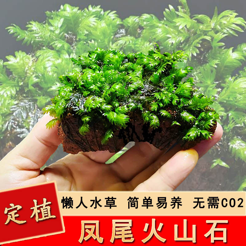 凤尾苔水草火山石淡水阴性水族箱 凤尾水草造景简便成活率高新手造景 果予季旗舰店 淘优券