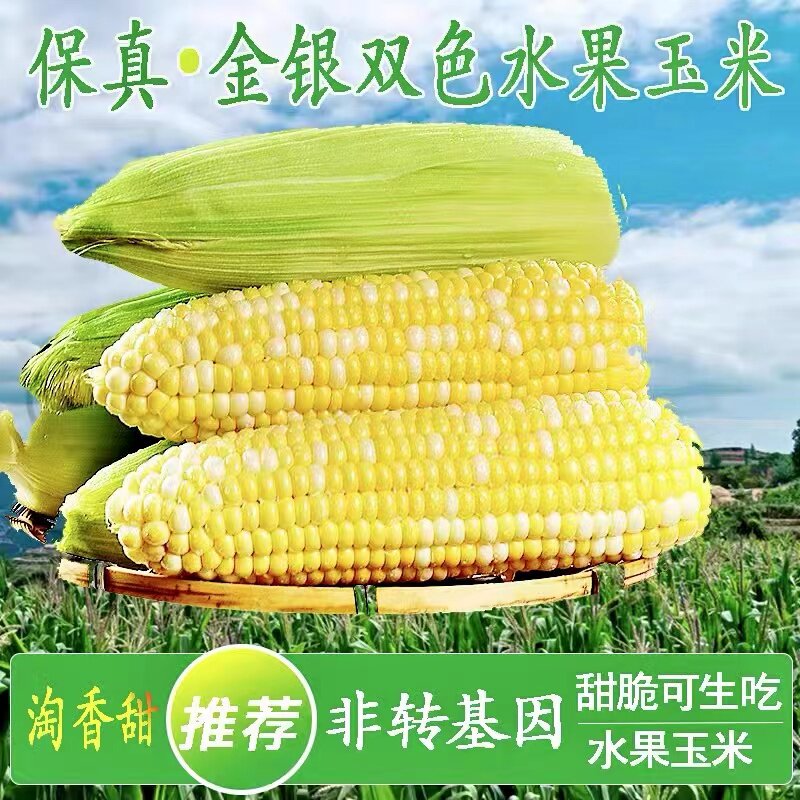 生吃脆甜即食水果玉米新鲜现摘10斤孕妇应当季糯钓鱼云南苞米棒子