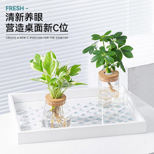 玻璃瓶水培植物春羽绿萝富贵竹办公室内桌面好养绿植花卉小盆栽 - 图0