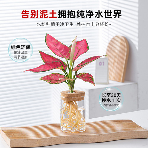 玻璃瓶水培植物春羽绿萝富贵竹办公室内桌面好养绿植花卉小盆栽 - 图1