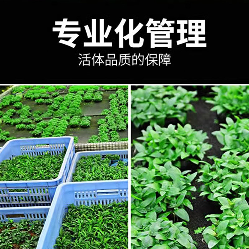 仿真沉木活体真水草淡鱼缸造景套餐阴性水榕水无土植物趴地矮珍珠,淘宝优惠券,粉丝福利购,淘宝优惠卷