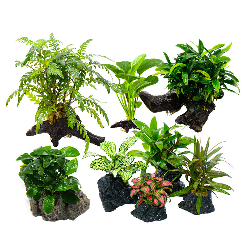仿真沉木活体真水草淡鱼缸造景套餐阴性水榕水无土植物趴地矮珍珠,淘宝优惠券,粉丝福利购,淘宝优惠卷