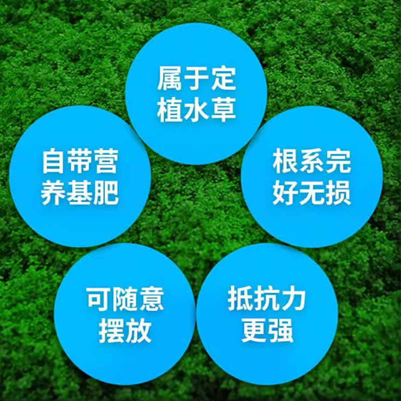 沉木活体真水草淡鱼缸造景套餐阴性水榕水无土植物增氧趴地矮珍珠,淘宝优惠券,粉丝福利购,淘宝优惠卷