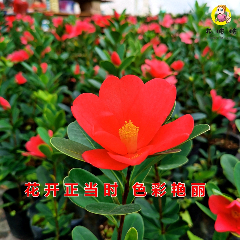 四季茶花盆栽树苗室内花期长阳台花卉庭院带花苞福建龙岩正品好养